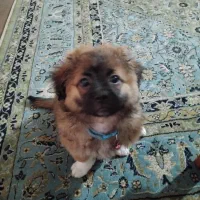 توله دوماه اشپیتز پامر