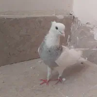 طوقی هفت رنگ نر