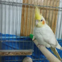 عروس هلندی نر|پرنده|بره‌سر, |دیوار