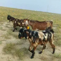 بزغاله پلنگی پاکستانی لنگه ۲قلو|حیوانات مزرعه|گنبد کاووس, |دیوار