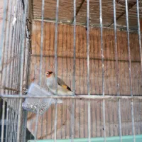 سقا معاوضه با قناری