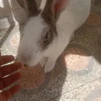 خرگوش|موش و خرگوش|خرم‌آباد, |دیوار