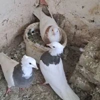 کفتر طوقی|پرنده|مشهد, هفده شهریور|دیوار