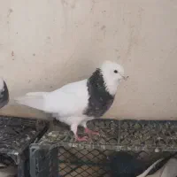 طوقی|پرنده|سارال, |دیوار