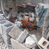 فروش مرغ محلی روستای دره لبک|حیوانات مزرعه|دهدشت, |دیوار