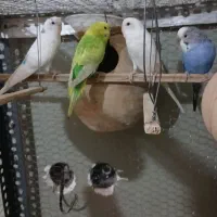 مرغ عشق فروشی|پرنده|ایرانشهر, |دیوار