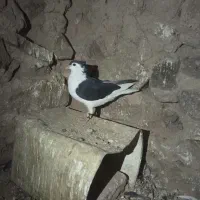 کفتر|پرنده|بیرجند, |دیوار