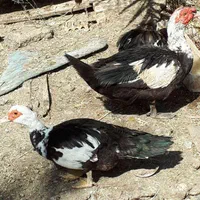 واردک روسی ویه مرغ شاخدار و مرغ|حیوانات مزرعه|خرمشهر, |دیوار