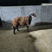 دوعدد‌بره‌قوچ‌قزل‌افشار‌اصل|حیوانات مزرعه|کوهدشت, |دیوار