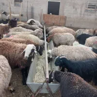 تولید انواع اخور گوسفند و گاو|لوازم جانبی حیوانات|دهاقان, |دیوار