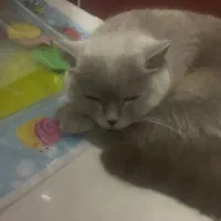 بریتیش لیلاک ماده