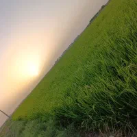 دهقان برای کاشت شالی