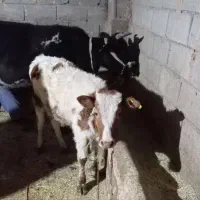 گاو گوساله|حیوانات مزرعه|ازگله, |دیوار