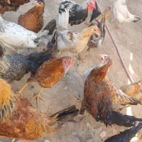 مرغ و خروس|حیوانات مزرعه|رومشکان, |دیوار