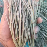 گیاه افدرا یا ریش بز ارسال از شیراز به سراسر کشور