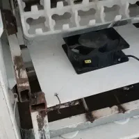 تخم نطفه دار