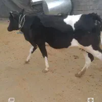 گاو دورگ آبستن