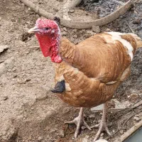 بوقلمون نرحنایی