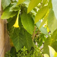 تعدادی نهال گل کاغذی وتاتوره|گل و گیاه طبیعی|رشت, جهاد|دیوار