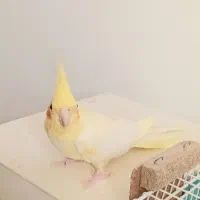 عروس هلندی ماده