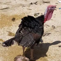 بوقلمون محلی خوب موجود هس|حیوانات مزرعه|زاغه, |دیوار