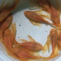 پوزه بوته ای پلکو لجنخوار