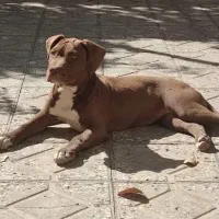 توله پیتبول اصیل