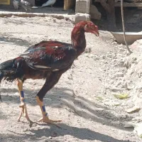 جوجه خروس لاری افغان|حیوانات مزرعه|رباط‌کریم, الارد|دیوار