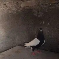 کفتر