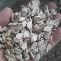 تخمه هندوانه آجیلی