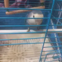 کوتوله ماده