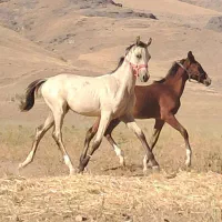 دو راس کره نریان ترکمن و عرب