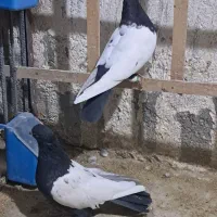 سلام چنتا حیون فروشی|پرنده|تربتحیدریه, حاجی یار|دیوار