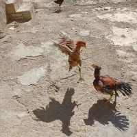 خروس و فریح لاری اصیل