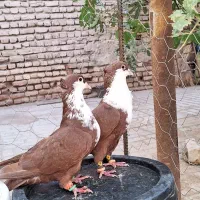 کفتر کبوتر کرواتی کرباتی