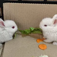 یک جفت بچه خرگوش چشم شرابی