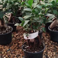 بونسای زیبای جینسینگ|گل و گیاه طبیعی|اصفهان, زاجان|دیوار