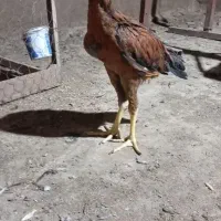 خوجه خروس لاری اصیل