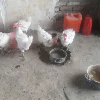 مرغ تخم گذار جوان