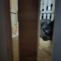 گربه پرشین اصل نر