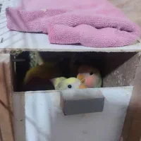 طوطی برزیلی (اوپال)|پرنده|شهریار, کردزار|دیوار