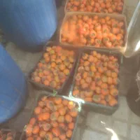 رب انار کاملا ارگانیک