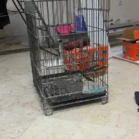 قفس پرنده