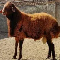 گوسفند زنده برای قربانی