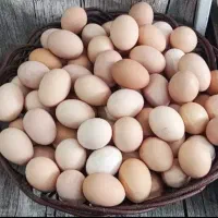 تخم مرغ محلی تازه