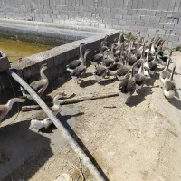 غاز و قو غاز|حیوانات مزرعه|رودشت (اصفهان), |دیوار