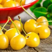 پیشفروش نهال نهال گیلاس زرد اورمیه