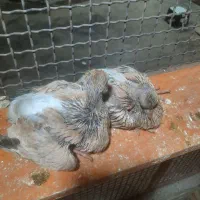 کله ای|پرنده|بندر ماهشهر, |دیوار