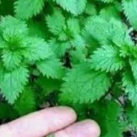 کانال‌مشاوره‌گیاهی‌‌