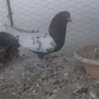 کفتر سینه ایی نر گرفتنی|پرنده|سمنان, |دیوار